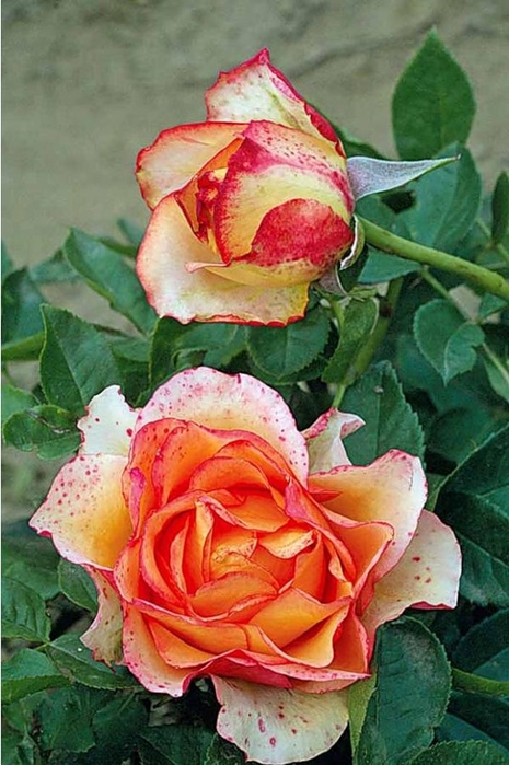 0_5c814_51450289_XL (465x700, 257Kb)