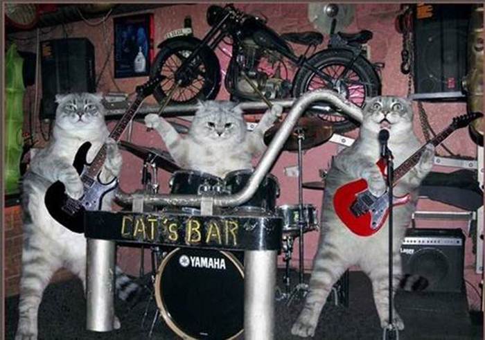 cat bar (700x491, 56Kb)