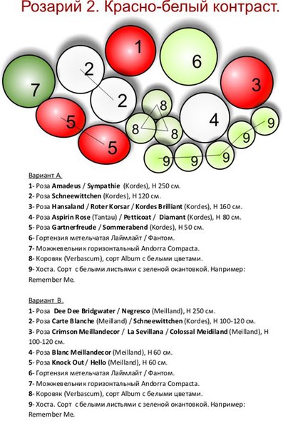 Схема розария с указанием сортов