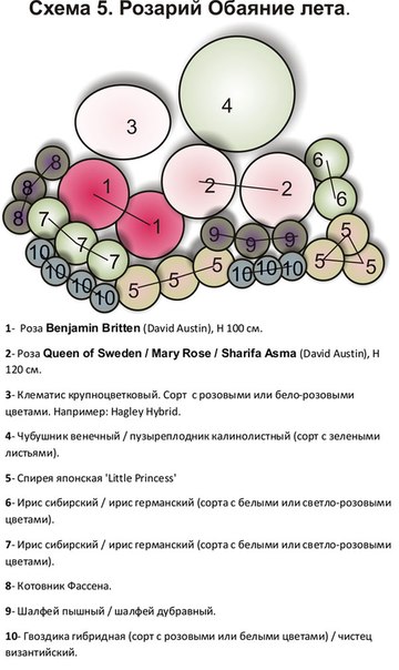 Схема розария с указанием сортов