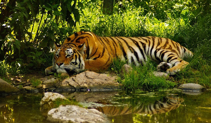 tiger-wallpaper-1366x768 (700x410, 182Kb)