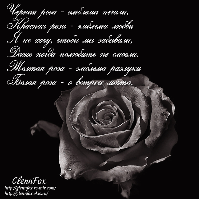 Стихотворения про черный. Стихотворение про черную розу. Цитаты про черную розу. Стихотворение на черном фоне.
