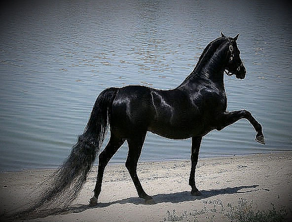 large (3) (592x450, 74Kb)