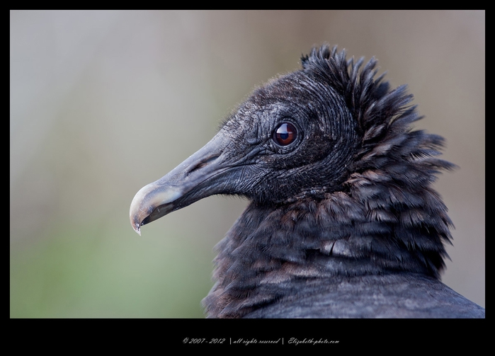 22Black Vulture (700x503, 172Kb)