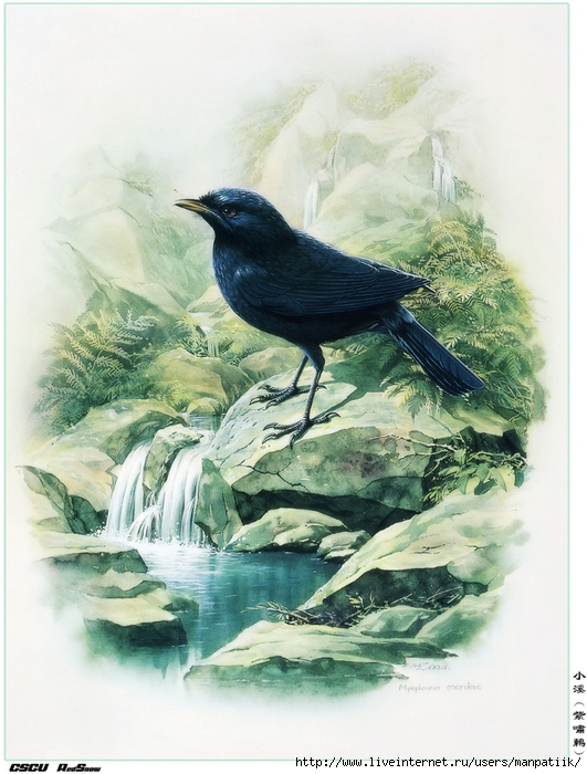 0f540a419f5473cdeb741764ad1c9ebd (531x700, 292Kb)