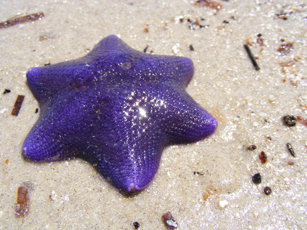 Морская звезда 6. Морская звезда шесть лучей. Морская звезда пикноподия. 6 Конечная морская звезда. Луч морской звезды.