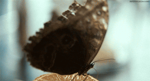 1020871_tumblr_ltnjrdbANw1qmls9ko1_500 (500x270, 482Kb)