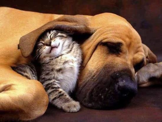 cats_pics_collection_41 (550x413, 42Kb)