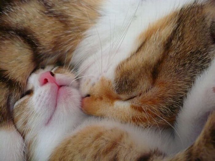 cats_pics_collection_13 (700x525, 57Kb)