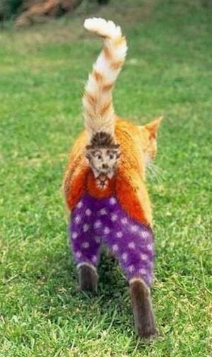 cats_pics_collection_39 (300x504, 39Kb)