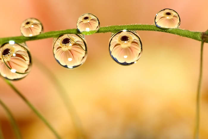 1934611____Summer_droplets____II_by_Katosu (700x466, 194Kb)