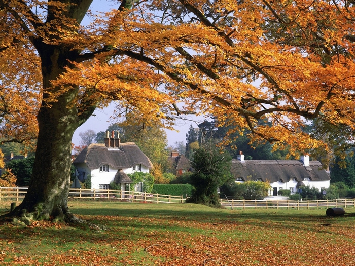 New Forest, Hampshire, England (700x525, 418Kb)