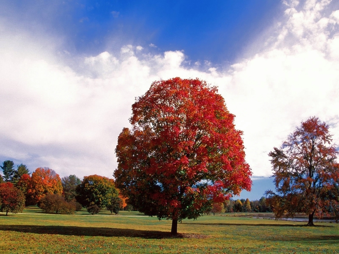 Red Maple Tree, Bernheim Forest Arboretum, Clermont, Kentucky (700x525, 297Kb)