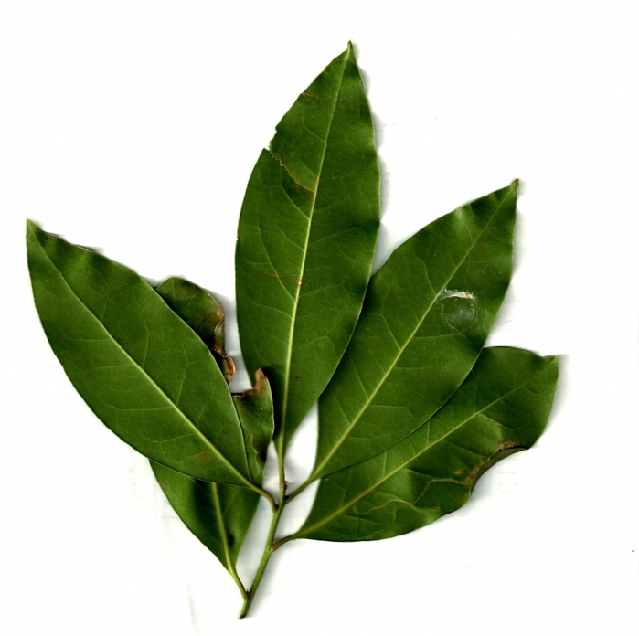 2927323_Laurel_1 (700x696, 210Kb)
