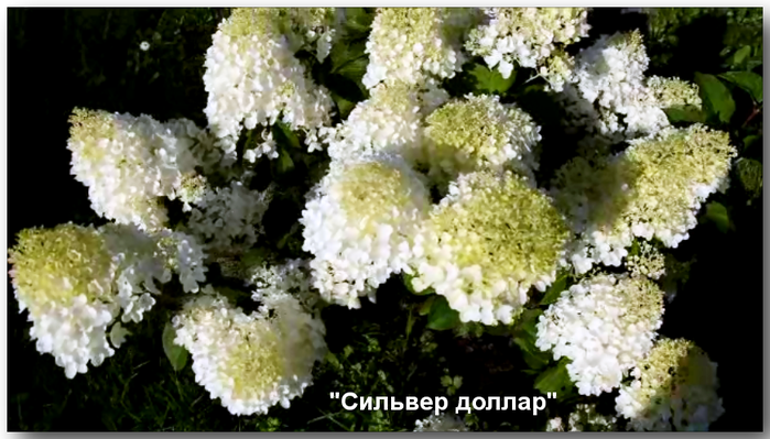 3587765_Momentalnii_snimok_1_15_08_2013_840 (700x399, 428Kb)