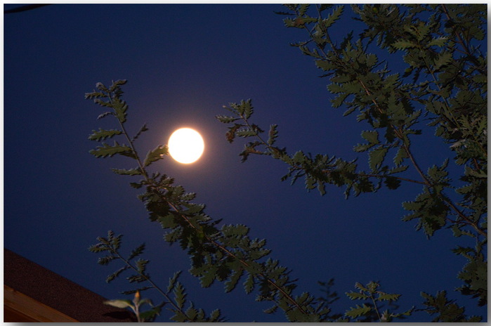 3587765_DSC_1660 (700x464, 90Kb)