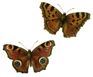 Butterflies ~ brown (320x266, 79Kb)