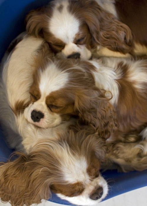 2795685_18_cani_cavalier_king_charles_spaniel__ (499x700, 210Kb)