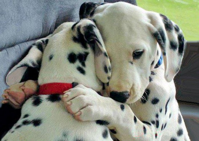 2795685_20_cute_puppy_hug (700x496, 71Kb)