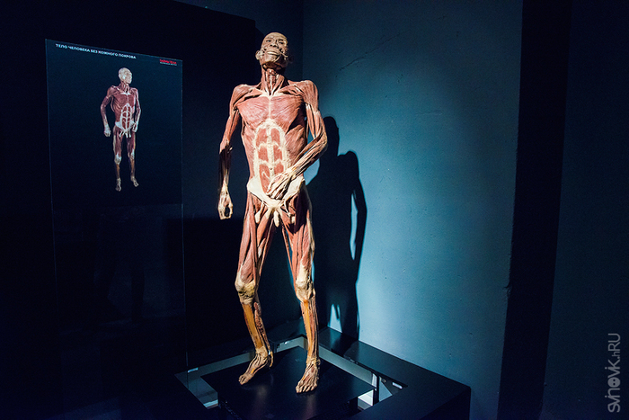 anatomicheskaya-vystavka-tayny-tela-35 (700x467, 304Kb)