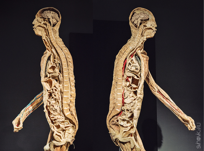 anatomicheskaya-vystavka-tayny-tela-26 (700x517, 363Kb)