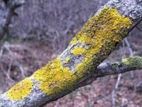 images (15)_2 (200x150, 8Kb)