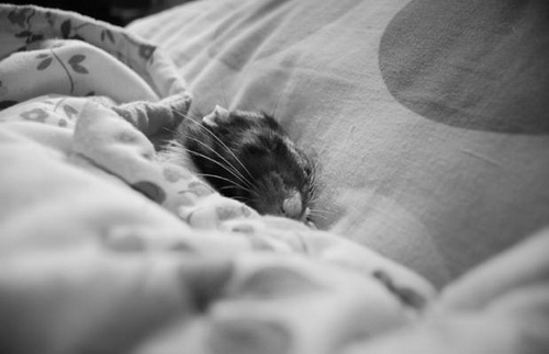 rat_rat_18 (500x323, 64Kb)