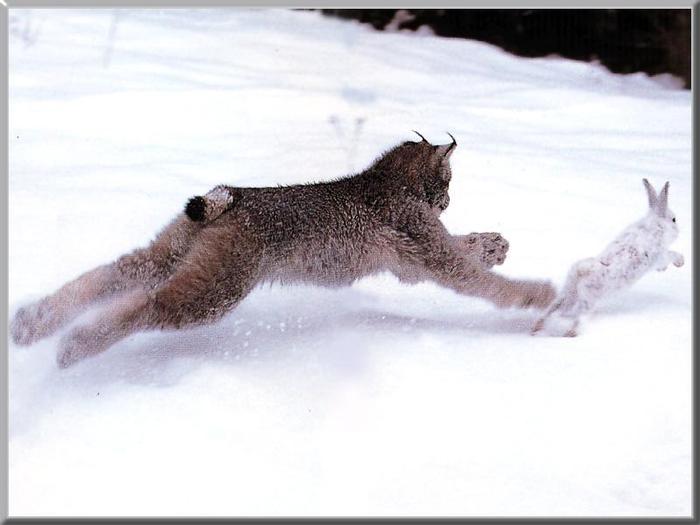 Lynx_Snow-Chasing_WhiteRabbit (700x525, 34Kb)