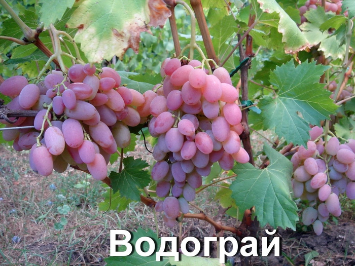   (700x525, 331Kb)