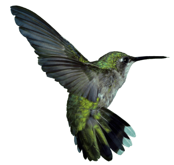 850_hummbird1 (700x665, 117Kb)