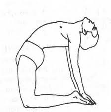 ushtrasana (224x225, 5Kb)