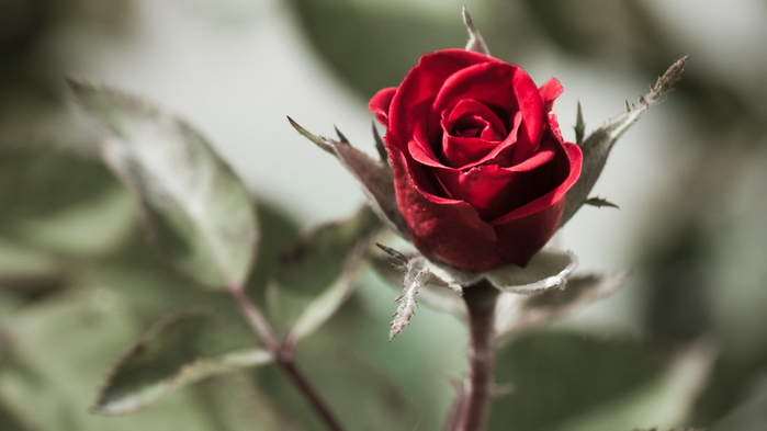 1375958854_red-background-desktop-flowers-f-net-nature-rose-595556 (700x393, 181Kb)