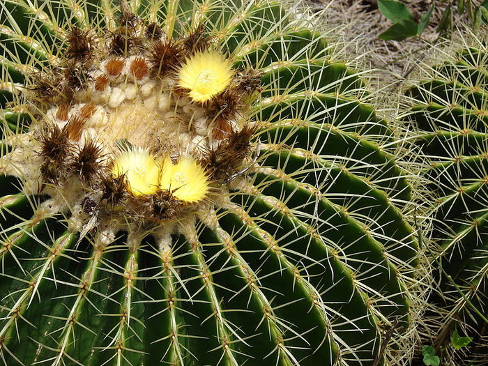 1979159_800pxStarr_0703205805_Echinocactus_grusonii (700x525, 155Kb)