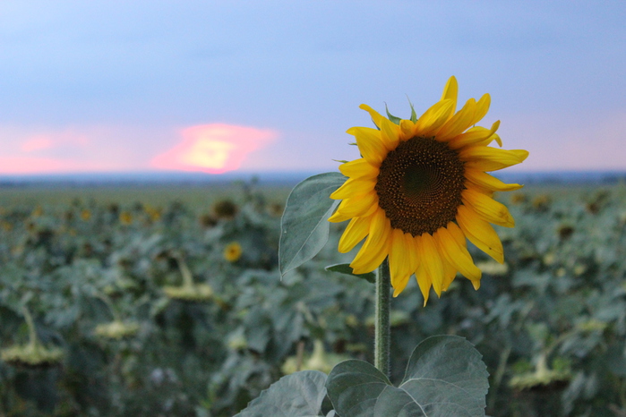 IMG_9813 (700x466, 160Kb)