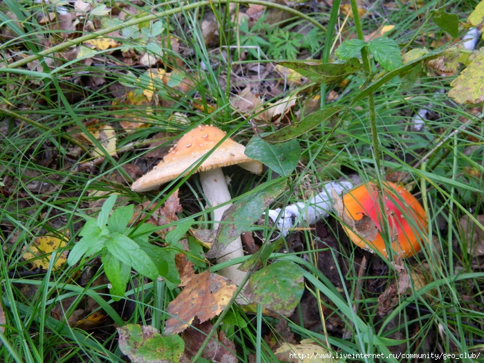 DSCN5531 (700x525, 423Kb)