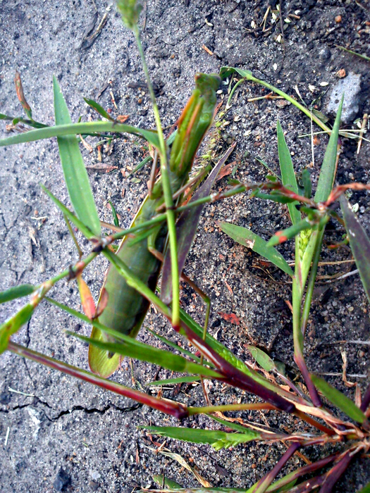 DSC00115 (525x700, 642Kb)