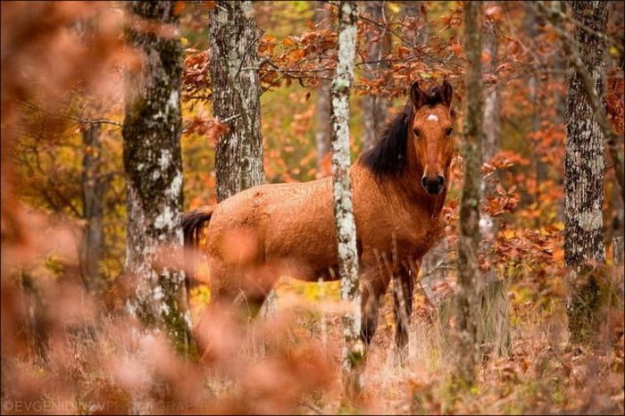 beautiful_fall_in_photos_38 (700x466, 77Kb)