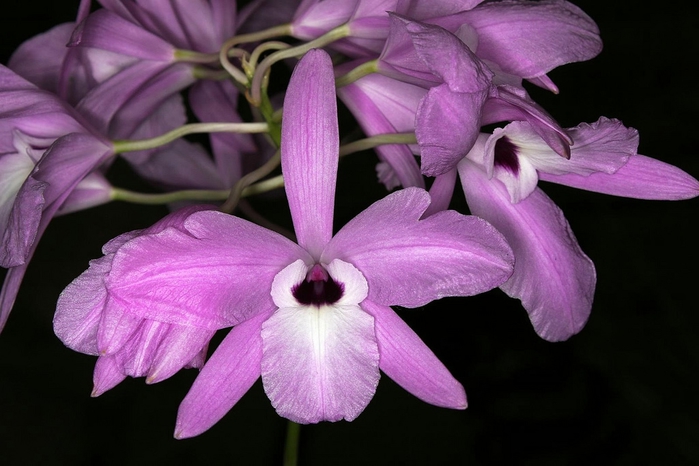 Laelia rubescens (700x466, 207Kb)