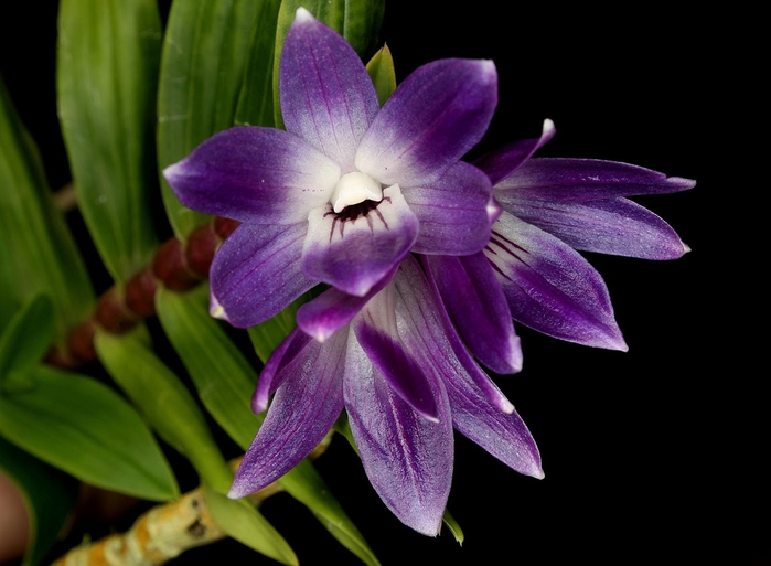 Dendrobium victoriae-reginae (700x513, 184Kb)