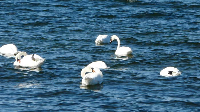 P1080133 (700x394, 78Kb)