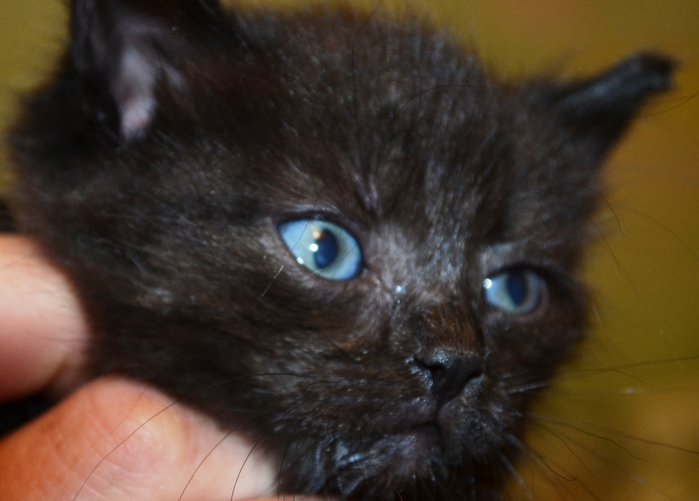 DSC_0879 (700x501, 212Kb)