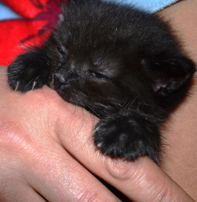 DSC_0883 (684x700, 358Kb)