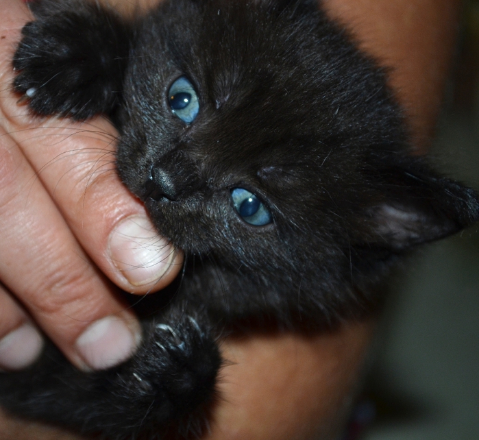 DSC_0884 (700x642, 285Kb)