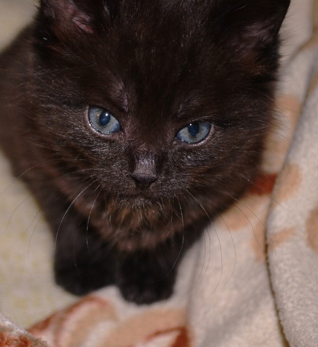 DSC_0891 (642x700, 293Kb)
