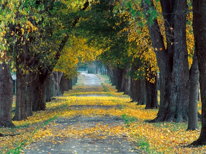 Tree-Lined Roadway, Louisville, Kentucky (700x525, 395Kb)