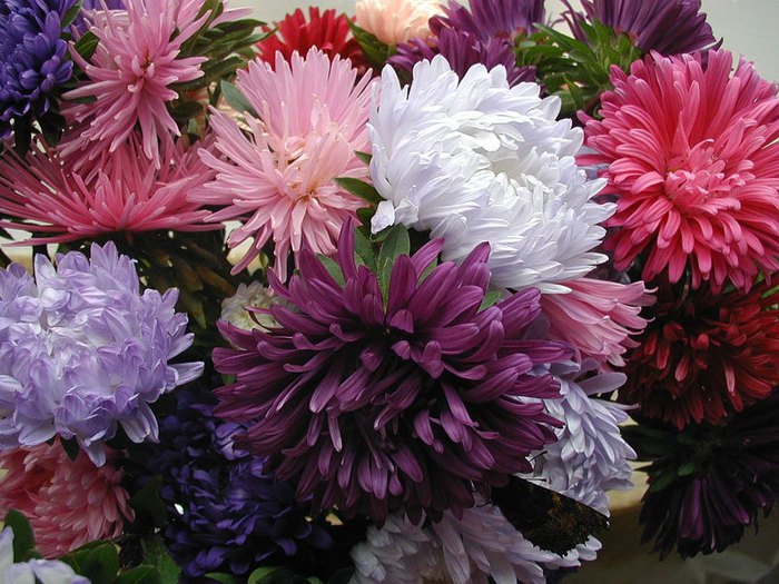 asters_01 (700x525, 108Kb)