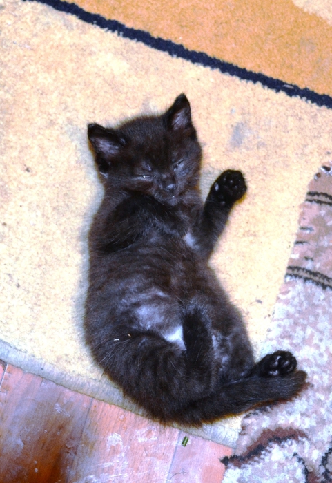 DSC_0898 (481x700, 280Kb)