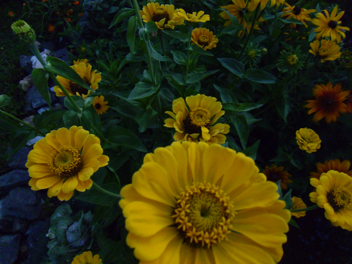 P1040347 (700x525, 459Kb)