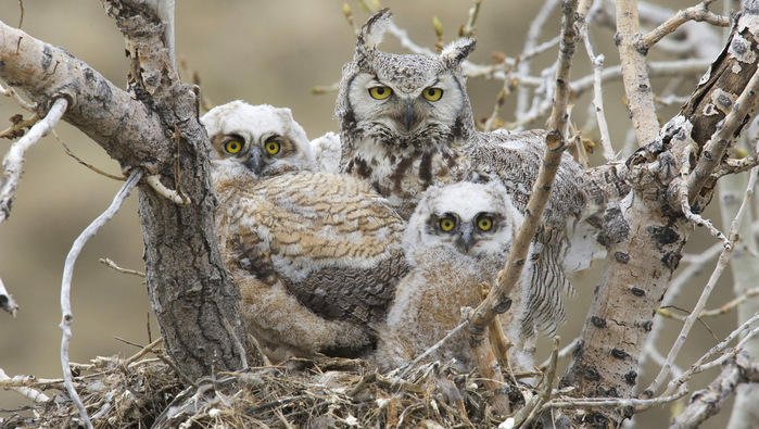 White-Owl-Wallpaper-HD-Widescreen (700x395, 382Kb)