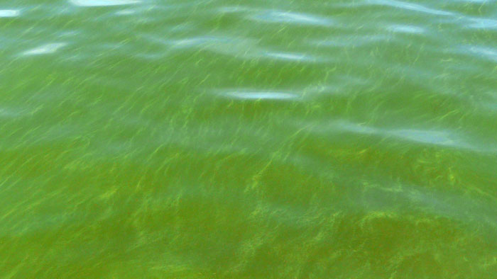 P1080076 (700x394, 57Kb)